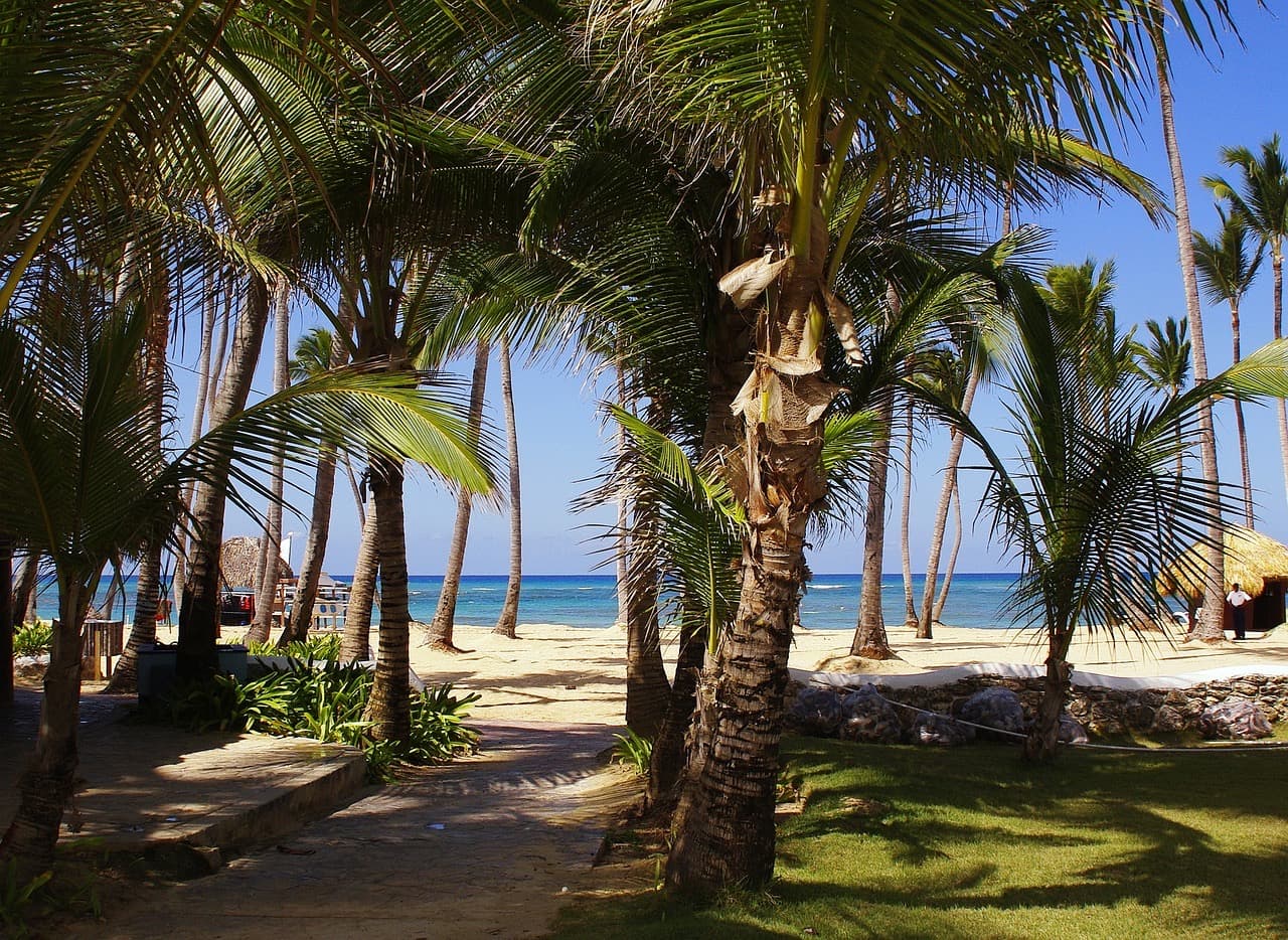 Palm trees on Bávaro beach, Punta Cana